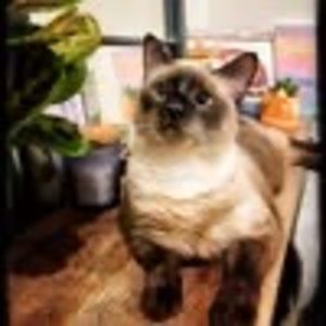 Meet your Posher, Kristine chen